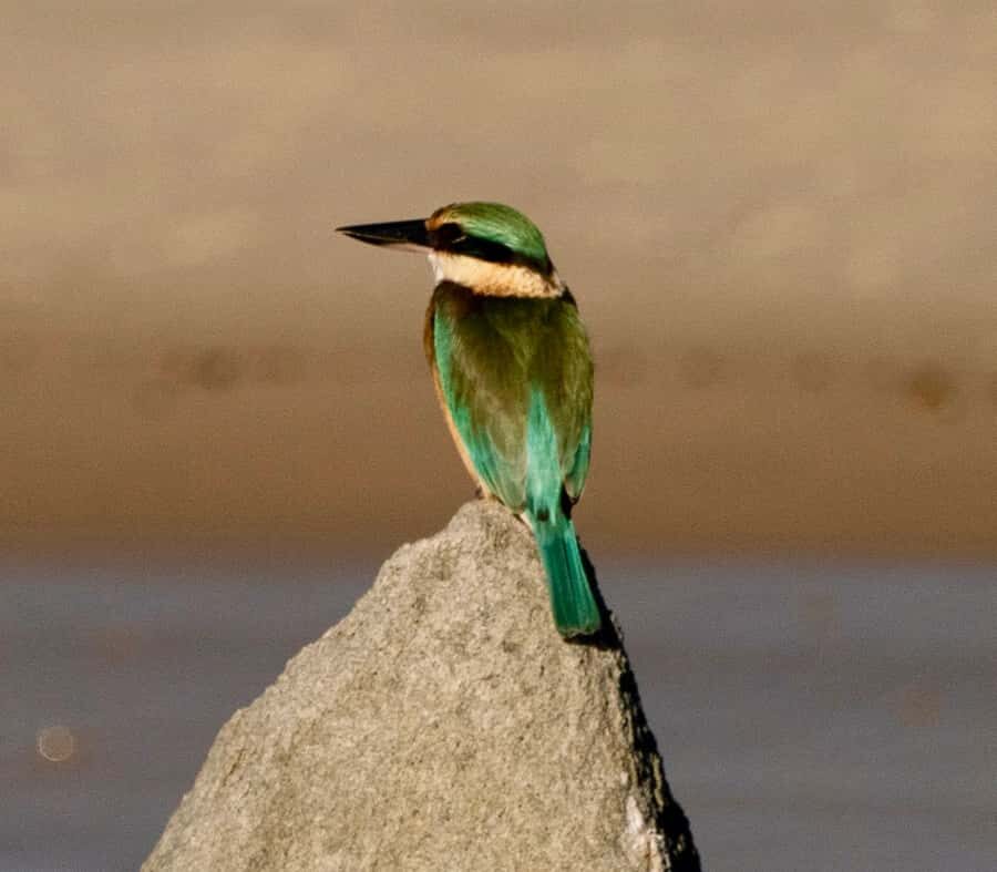 Byron Bay: Scenic Sunset River Cruise - Who Will Love This Experience?