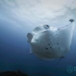 Byron Bay: Snorkelling Tour of Julian Rocks "Nuthungulli" - Authentic Perspectives from Travelers