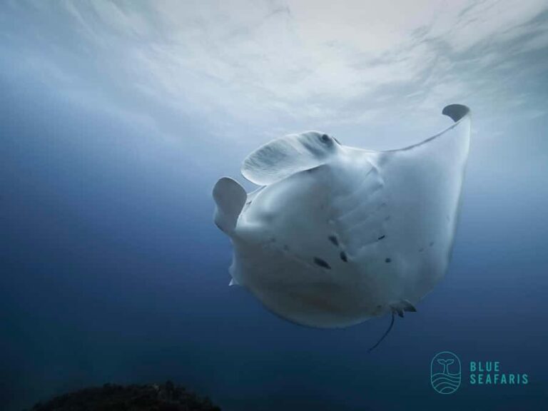 Byron Bay: Snorkelling Tour of Julian Rocks "Nuthungulli" - Authentic Perspectives from Travelers