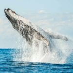 Byron Bay: Whale Watching Cruise with a Marine Biologist - Why This Tour Offers Great Value