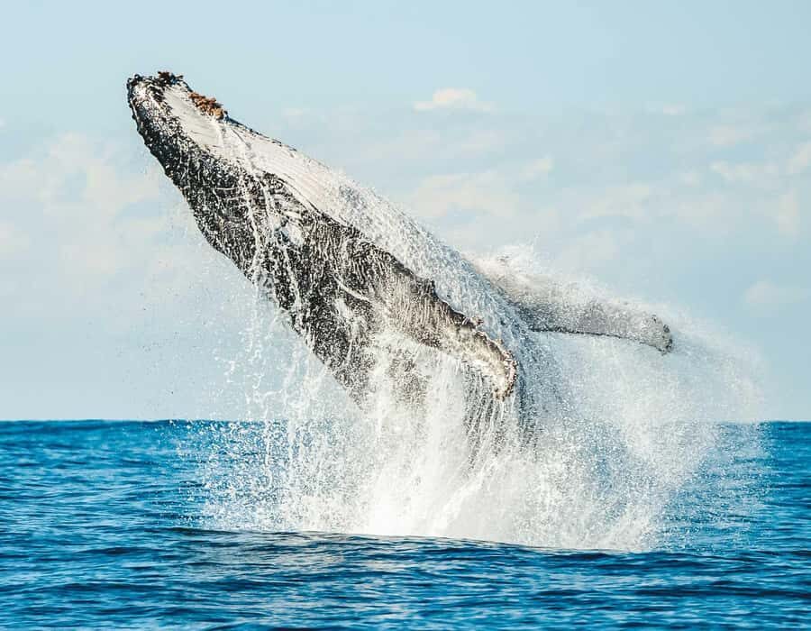 Byron Bay: Whale Watching Cruise with a Marine Biologist - Why This Tour Offers Great Value