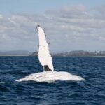 Byron Bay Whale Watching with Marine Biologist - The Itinerary Breakdown