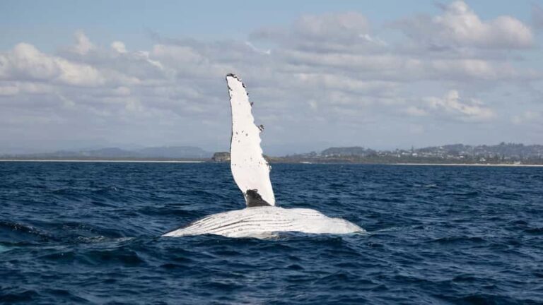 Byron Bay Whale Watching with Marine Biologist - The Itinerary Breakdown