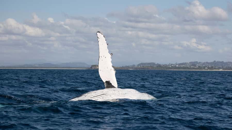 Byron Bay Whale Watching with Marine Biologist - The Itinerary Breakdown