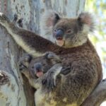 Byron Bay Wild Koala Tour - Why This Tour Stands Out