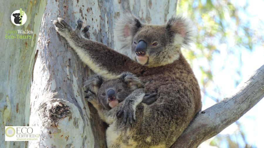 Byron Bay Wild Koala Tour - Why This Tour Stands Out