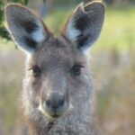 Byron Bay Wildlife Safari - Final Thoughts