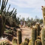 Cactus Country: Entry Ticket - Who Will Love Cactus Country?