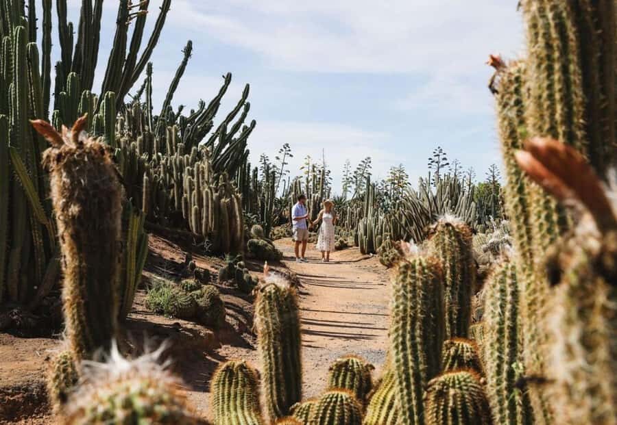 Cactus Country: Entry Ticket - Who Will Love Cactus Country?