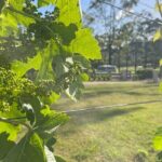 Caels Gate Wine Tasting in Hunter Valley - What to Expect During Your Visit
