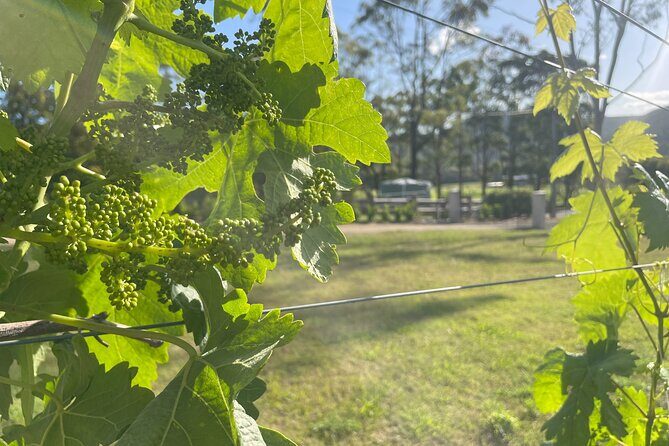 Caels Gate Wine Tasting in Hunter Valley - What to Expect During Your Visit