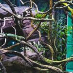 Cairns: Aquarium Guided Twilight Tour with 3-Course Dinner - Why This Tour Is a Good Deal—Value and Authenticity