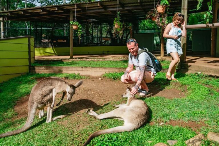 Cairns: Best of the Kuranda Rainforest Full-Day Tour & Lunch - Transportation and Logistics
