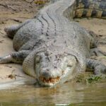 Cairns: Cape Tribulation, Beaches, Crocs & Swimming Day Tour - An In-Depth Look at the Tour