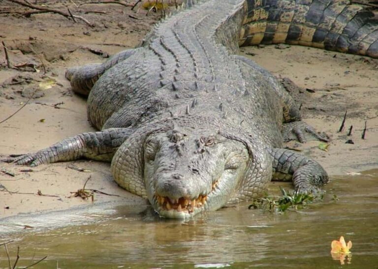 Cairns: Cape Tribulation, Beaches, Crocs & Swimming Day Tour - An In-Depth Look at the Tour