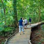 Cairns: Daintree Rainforest Canopy Ziplining Tour - What You Can Expect from This Tour