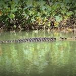 Cairns: Daintree River Cruise and Mossman Gorge - Why This Tour Excels and Who Will Love It
