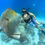 Cairns: Great Barrier Reef Cruise & Scenic Helicopter Flight - The Itinerary: What You’ll Experience