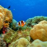 Cairns: Great Barrier Reef Premium Diving Full Day Tour - Why This Tour Offers Excellent Value