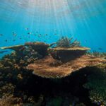 Cairns: Great Barrier Reef Small Group Snorkelling Tour - What Sets This Tour Apart