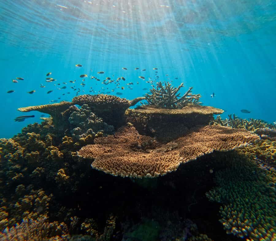 Cairns: Great Barrier Reef Small Group Snorkelling Tour - What Sets This Tour Apart