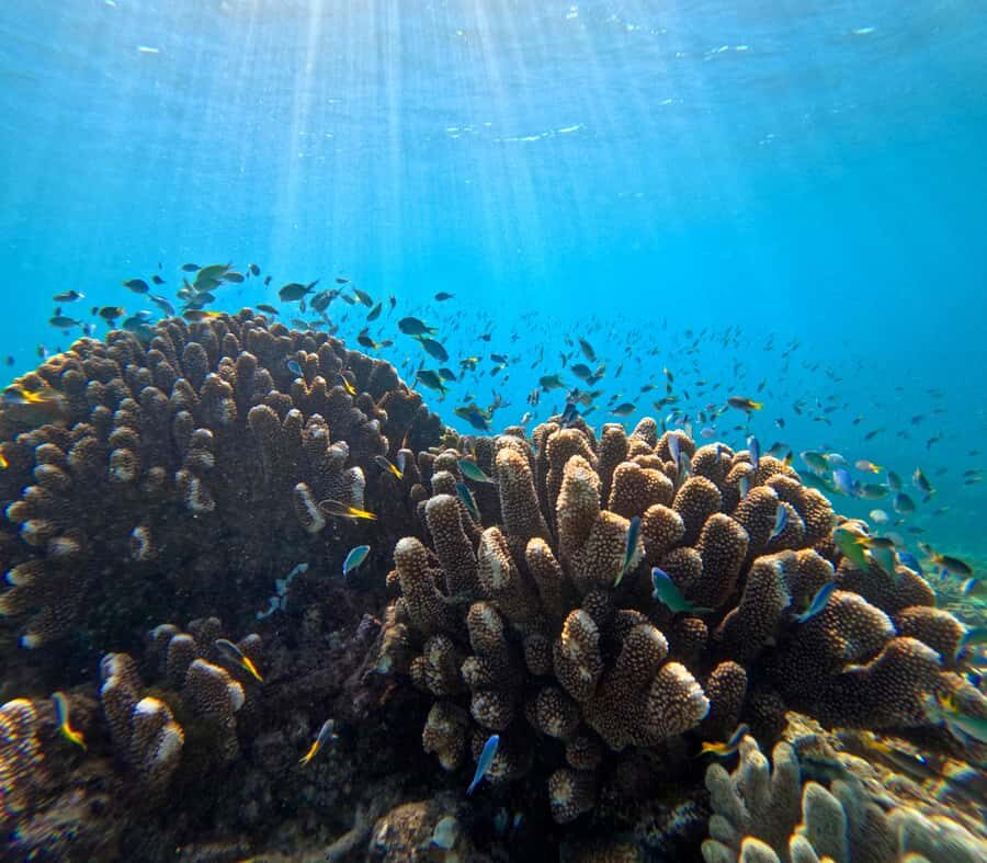 Cairns: Great Barrier Reef Snorkel and Scenic Flight - Why This Tour Is Worth Considering