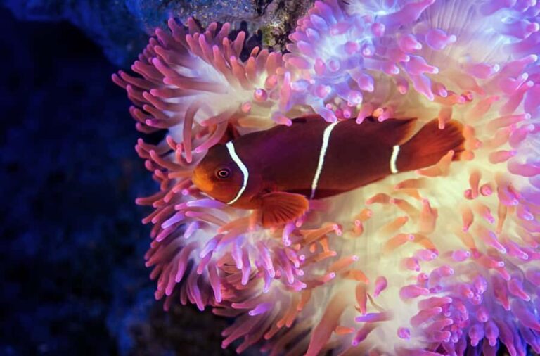 Cairns: Guided Twilight Tour of the Aquarium - What to Expect from Your Twilight Tour