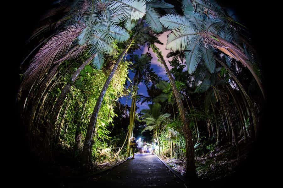 Cairns: Night Walk in Cairns Botanic Gardens - Who Will Love This Tour?