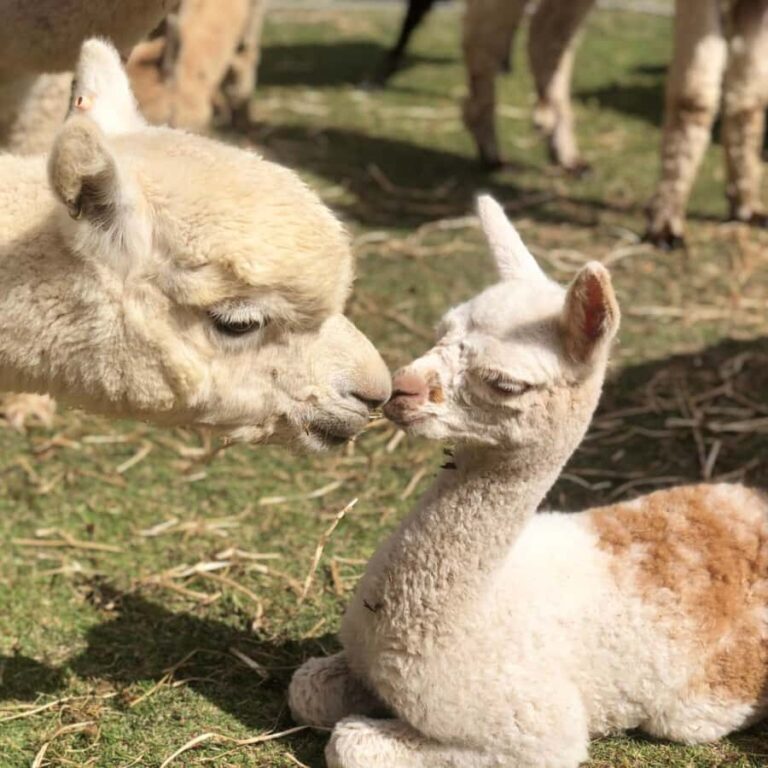 Canberra: Alpaca Adventure Farm Tour (morning tea included) - What’s the Value?