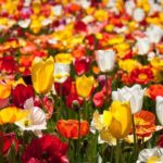 Canberra Floriade Tour - Practical Details and What They Mean for You