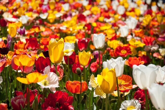 Canberra Floriade Tour - Practical Details and What They Mean for You