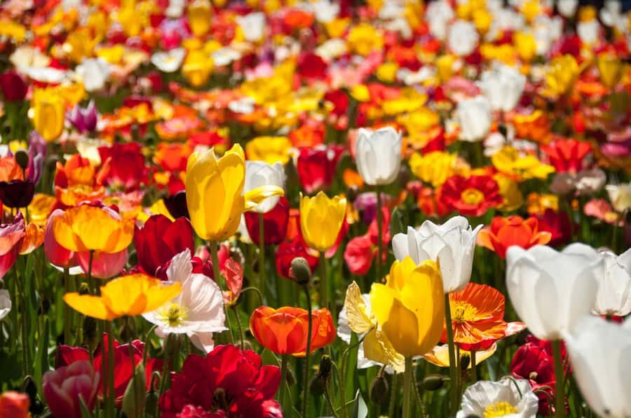 Canberra: Guided Tour of Floriade Festival with Transfers - Analyzing the Value