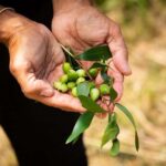 Cape Byron Aboriginal Tour - An In-Depth Look at the Cape Byron Aboriginal Tour