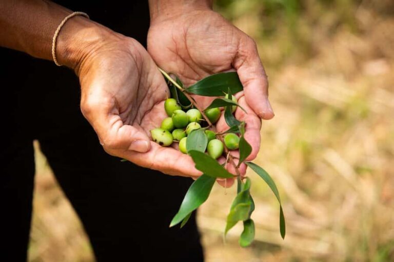 Cape Byron Aboriginal Tour - An In-Depth Look at the Cape Byron Aboriginal Tour