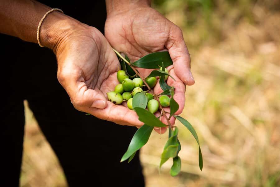 Cape Byron Aboriginal Tour - An In-Depth Look at the Cape Byron Aboriginal Tour