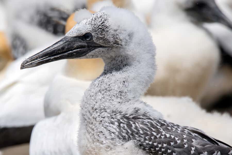 Cape Kidnappers Gannet Colony Private Tour - Who Will Love This Tour?