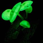 Cape Tribulation: Daintree Rainforest Night Walk Tour - Why the Daintree Rainforest Night Walk Stands Out