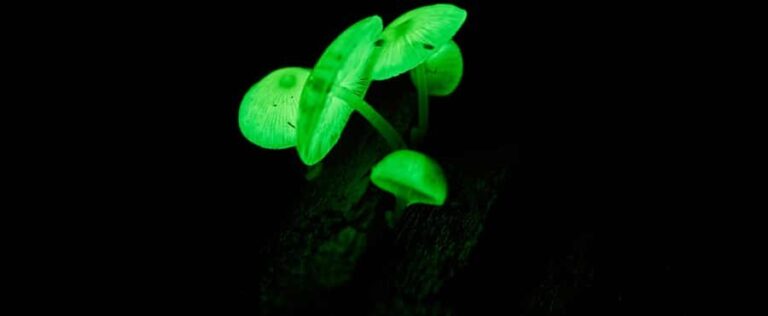 Cape Tribulation: Daintree Rainforest Night Walk Tour - Why the Daintree Rainforest Night Walk Stands Out