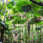 Cape Tribulation & Daintree Wilderness (TCT) - What Travelers Love & What To Keep in Mind