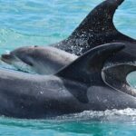 Carino Wildlife Cruises - Island and Wildlife Day Cruise - Who Will Love This Experience?
