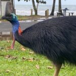 Cassowary Coast Goondoi Culture Tour - What’s Included and What’s Not
