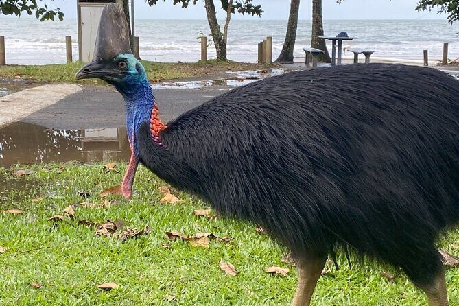 Cassowary Coast Goondoi Culture Tour - What’s Included and What’s Not