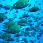 Cathedral Cove Marine Reserve: Snorkeling Boat Trip - What Makes This Tour Special?