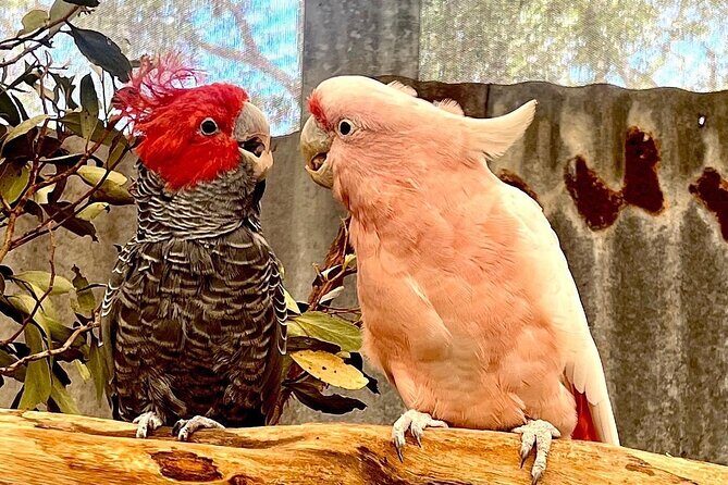 Caversham Wildlife and Swan Valley Private Tour - Breaking Down the Cost and Value