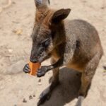 Chillagoe Caves and Outback Day Trip from Cairns - What Makes This Tour Stand Out?