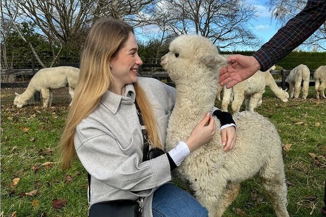 Christchurch Alpaca Farm Tour From Kaiapoi - The Authenticity and Value of the Experience