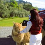 Christchurch: Lake Tekapo Stargazing & Mount Cook 2-Day Tour - The Value of This Tour