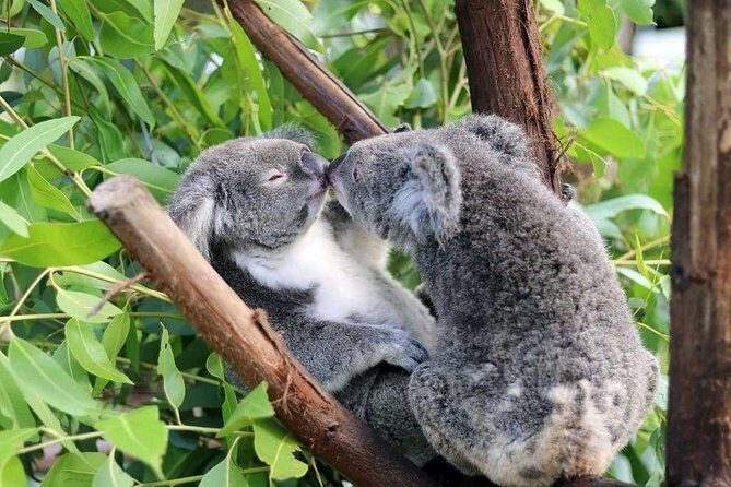Classic Kuranda by Skyrail and Scenic Railway, Rainforestation & lunch. CKB - Who Will Love This Tour?
