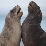 Clearwater Private Penguin & Wildlife Tour from Port Otago (5hrs) - What’s Included and What to Bring