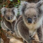 Cleland Wildlife Park Experience with Mount Lofty Summit - What Makes Cleland Wildlife Park Special?